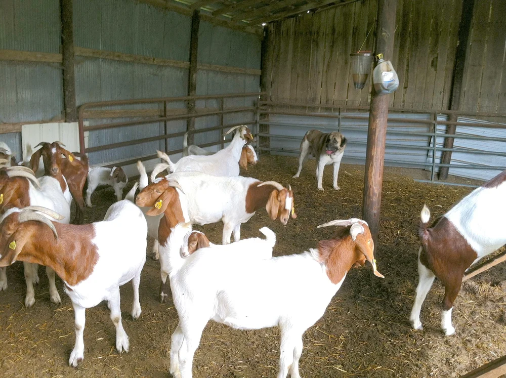Green Color Goat Colors Of Boer Goats