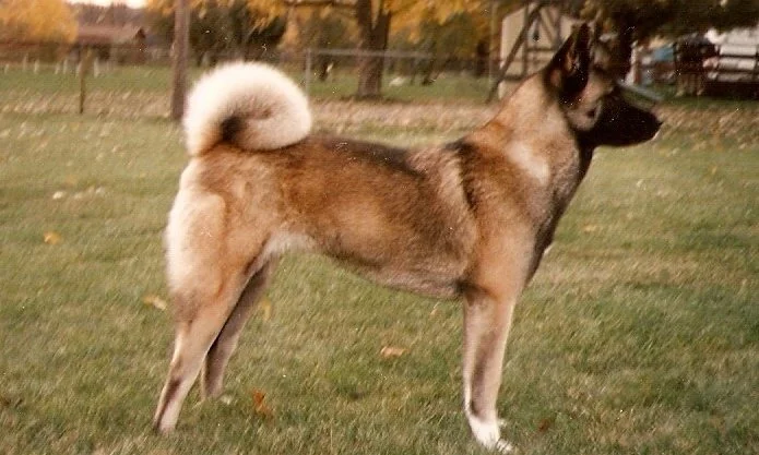 Bireina Kamen Marada,CGC,TDI “Marada” 12.28.92 - 07.12.07 Health clearances: http://www.offa.org/display.html?appnum=525909#animal Marada was my first Akita & she truly got me hooked on the breed. She was a wonderful therapy dog &