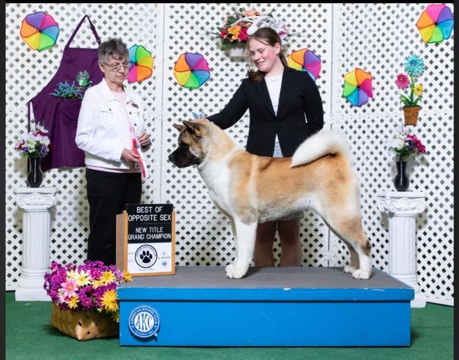   AKC GCh., Ch. Aleigha's Oakley "Oakley"  10.7.2017  Oakley came into the family as an adult, retired show, &amp; breeding girl. She has been a dream since the day she arrived &amp; we couldn’t be happier with her. She is distantly related to Falon.