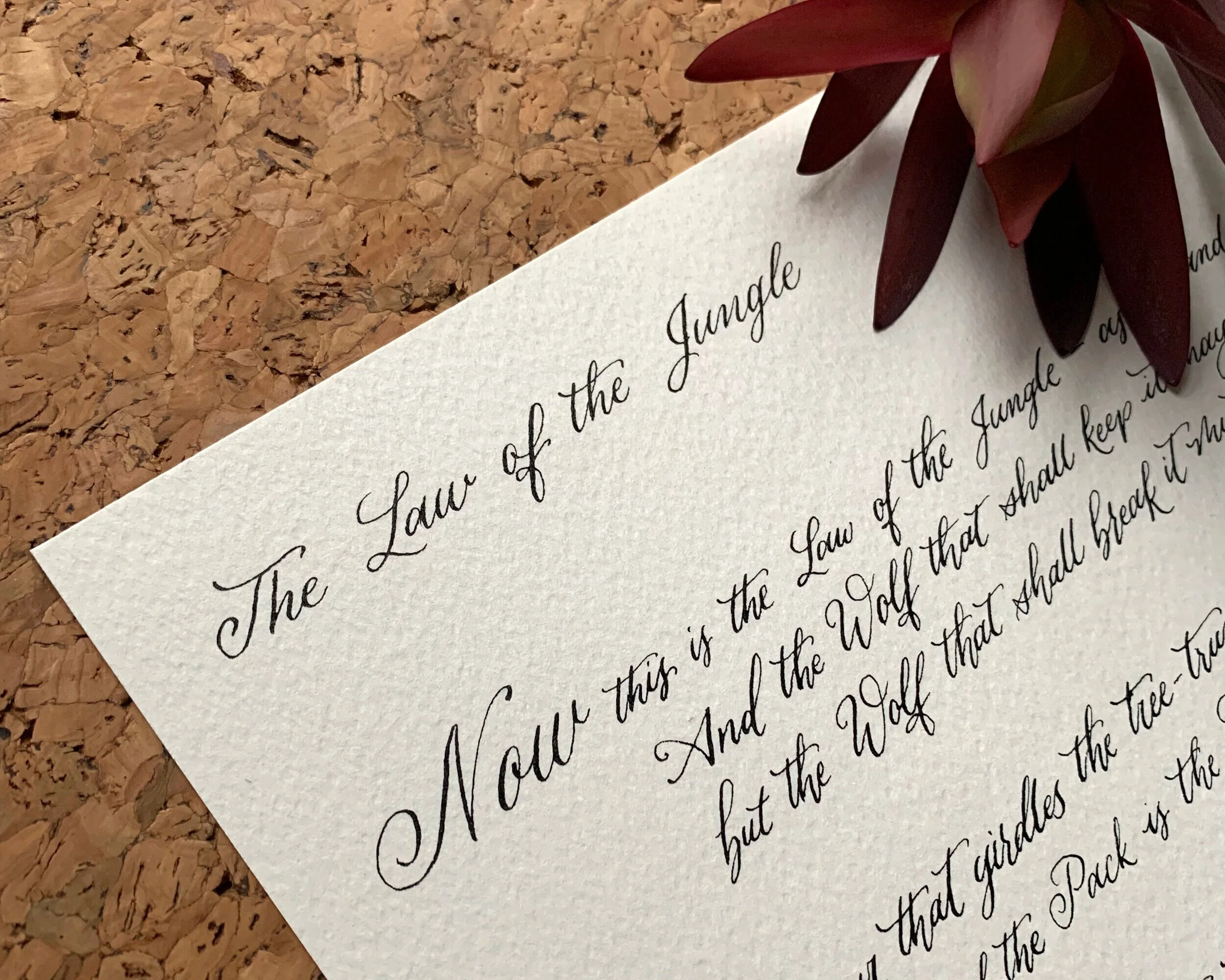 Calligraphy: The Law of the Jungle