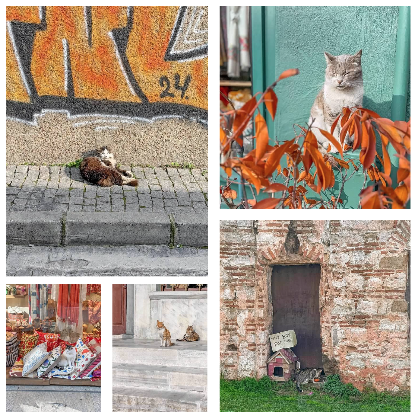 Screen Shot 2026-02-10 at 6.13.55 PM.png