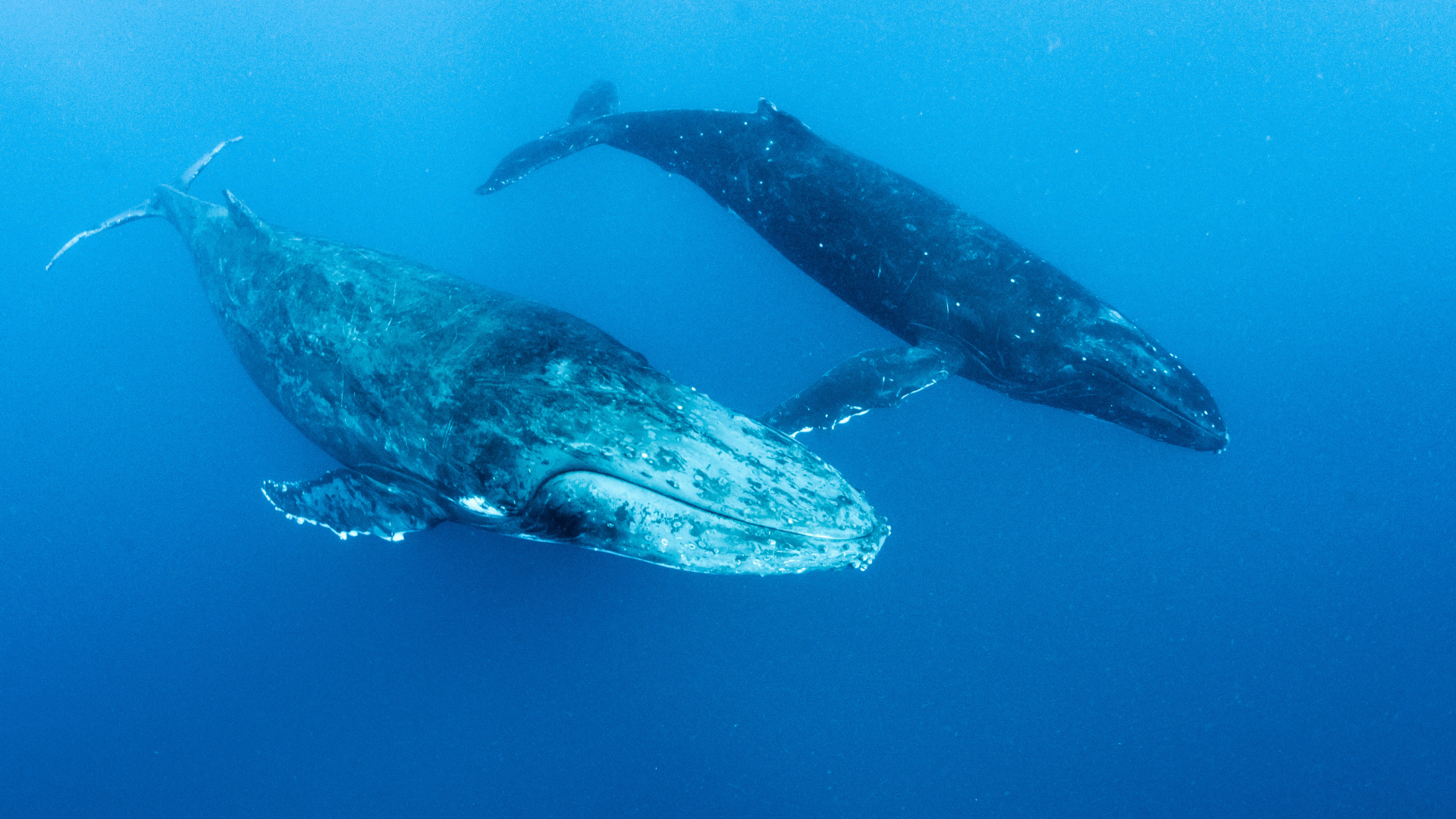 Mother Earth Speaks: The Whales Message For You