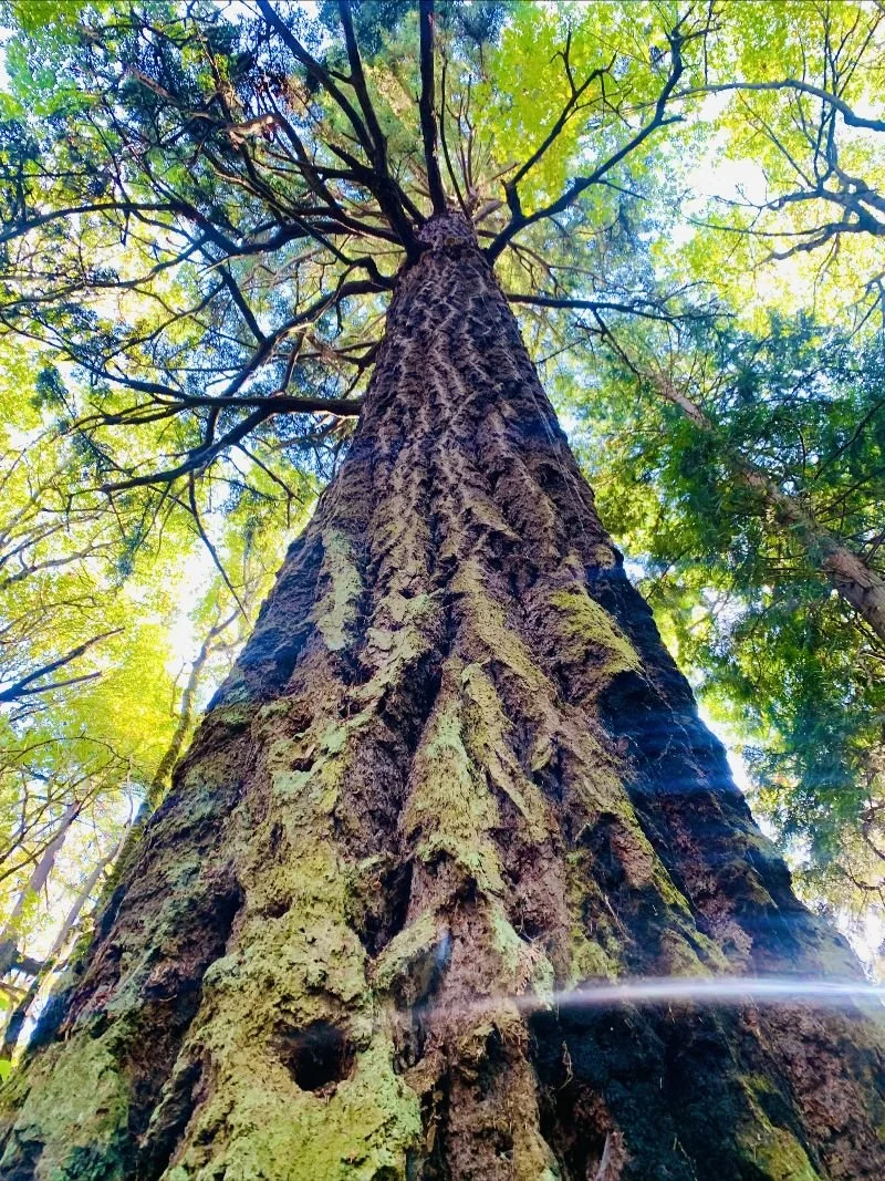 Healing Winds of Change &amp; Tips For Seasonal Balance