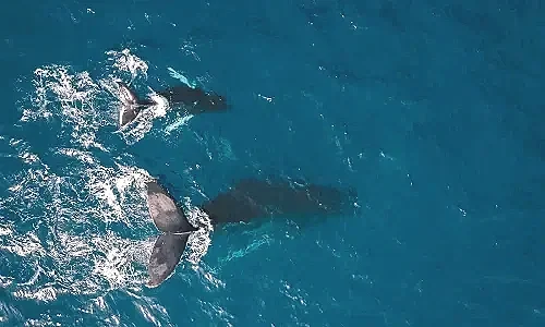 6712a4fe1c208f1331f9a81e_slide-desktop-in-santuario-blog--avistamiento-ballenas-yelapa.webp