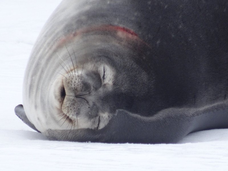 WeddellSeals3 (1).jpg