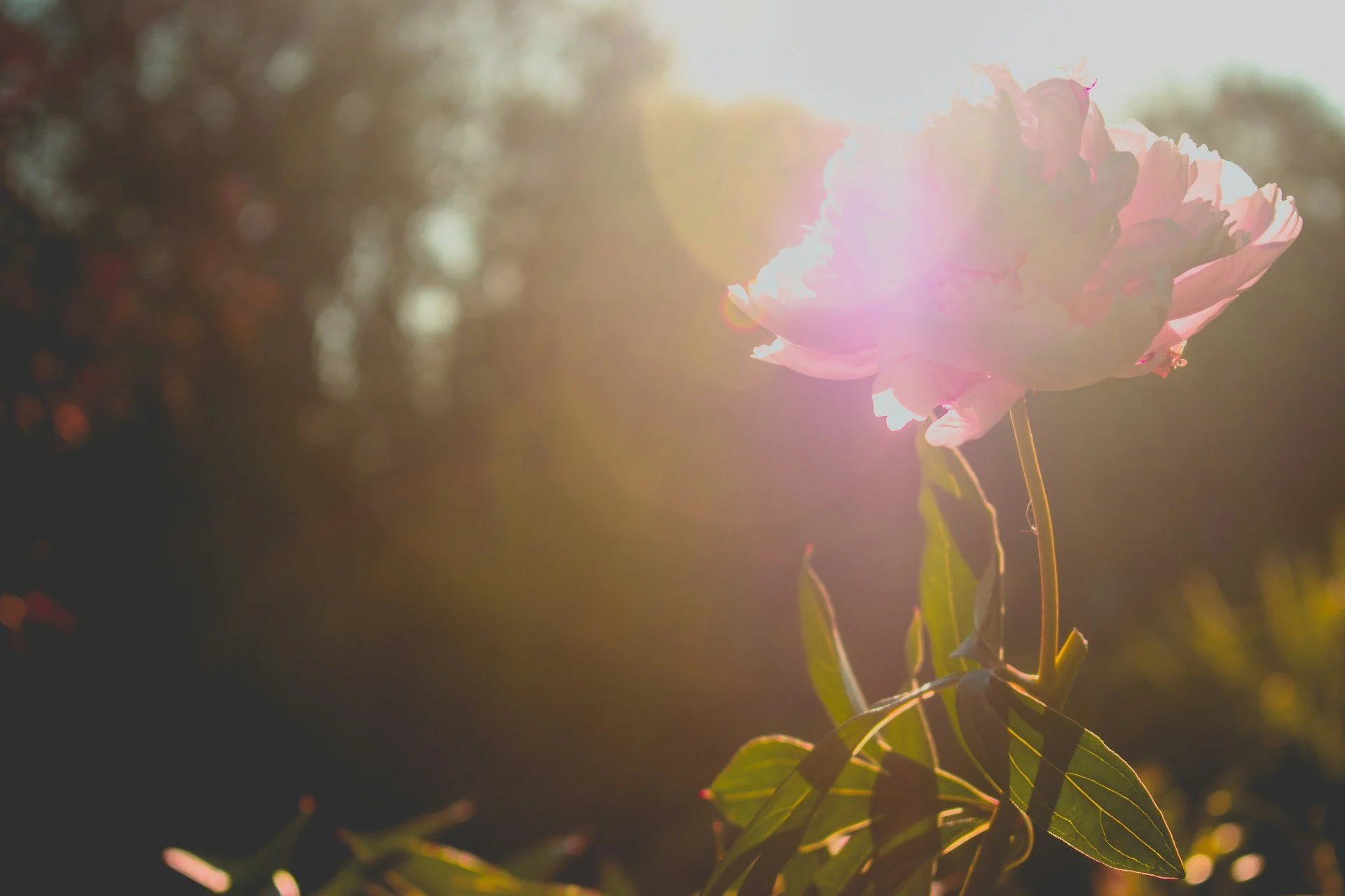 Flower in sunlight representing sentience, biological awareness, and consciousness in living systems
