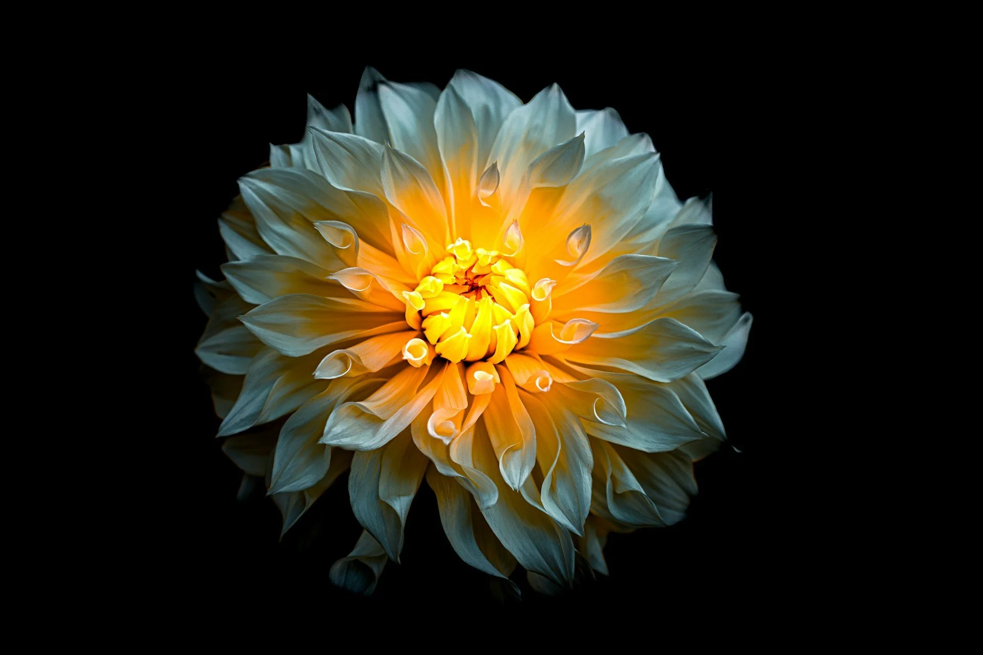 Macro photo of a glowing yellow dahlia flower against a dark background, symbolizing the micro-differences and sensory details noticed during meditation.