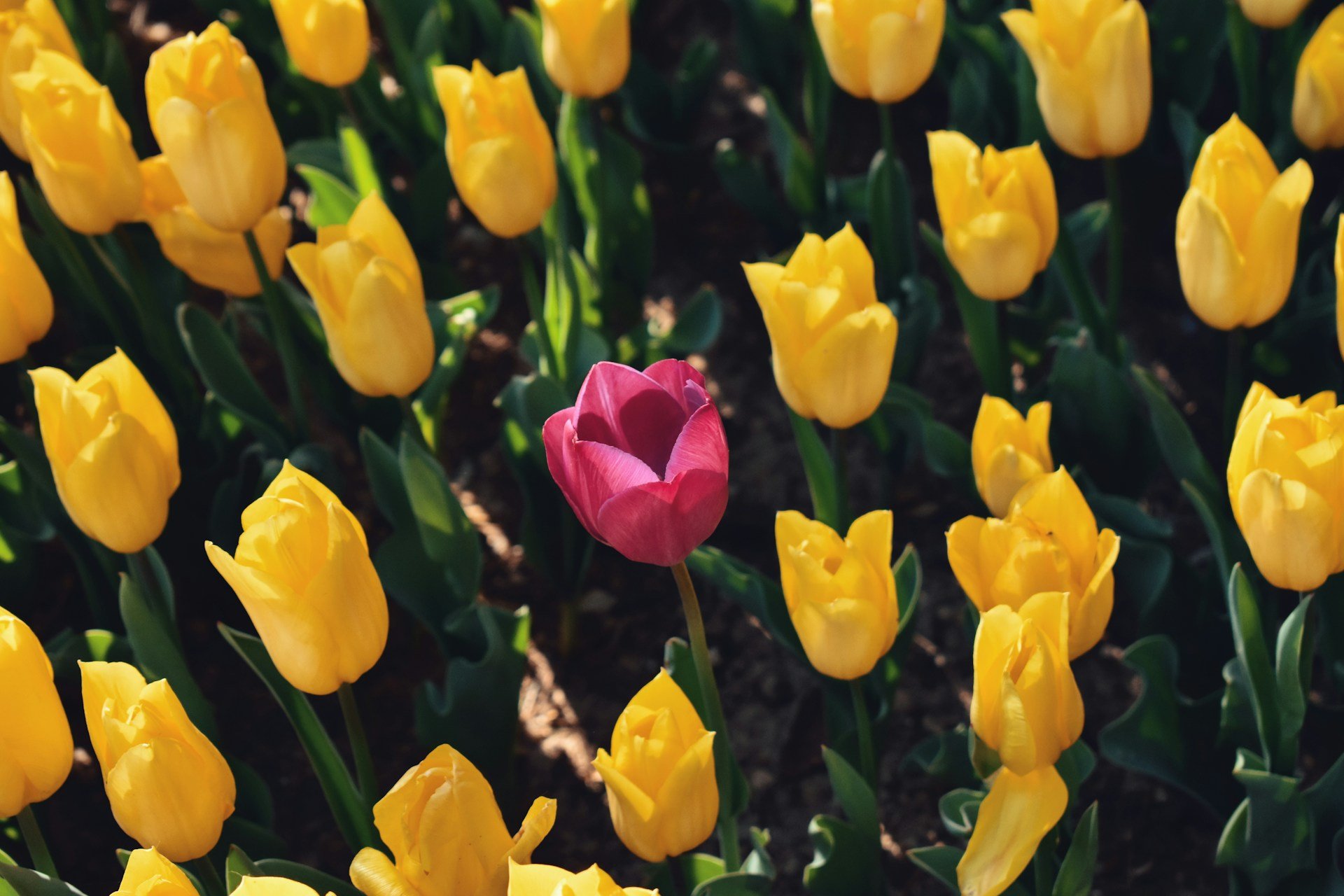 A field of yellow tulips with one red tulip in the center, illustrating Claude Shannon’s Information Theory and the concept of surprise in data.