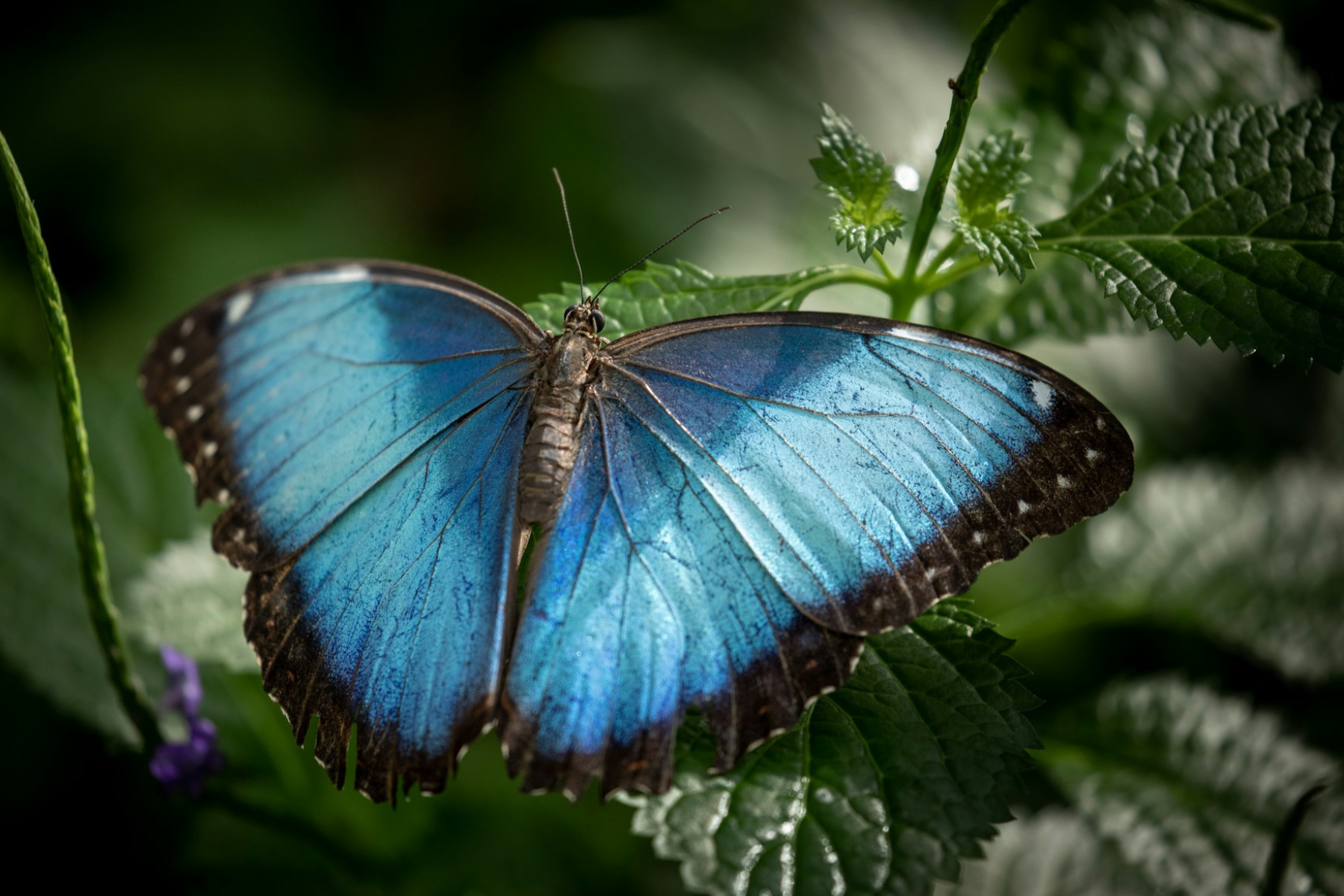 On a green leaf is a close up of the morpho butterfly's pigment-free blue represents human identity as an evolving, interaction-based essence rather than a fixed internal substance, as shared in the book Traversal by Maria Popova.