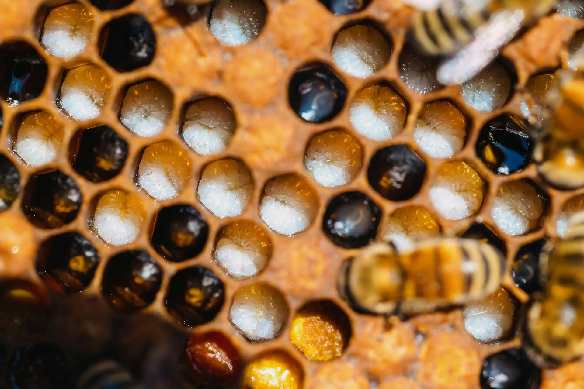Honeycomb and bees representing distributed intelligence and goal directed behavior in biological systems without centralized control.