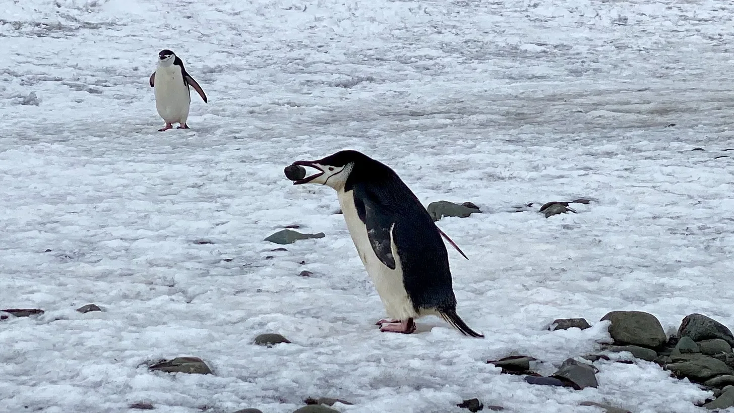 A close-up of a Chinstrap penguin walking across a rocky, snow-dusted shore with a small grey stone held firmly in its beak. Another penguin stands in the blurred background.