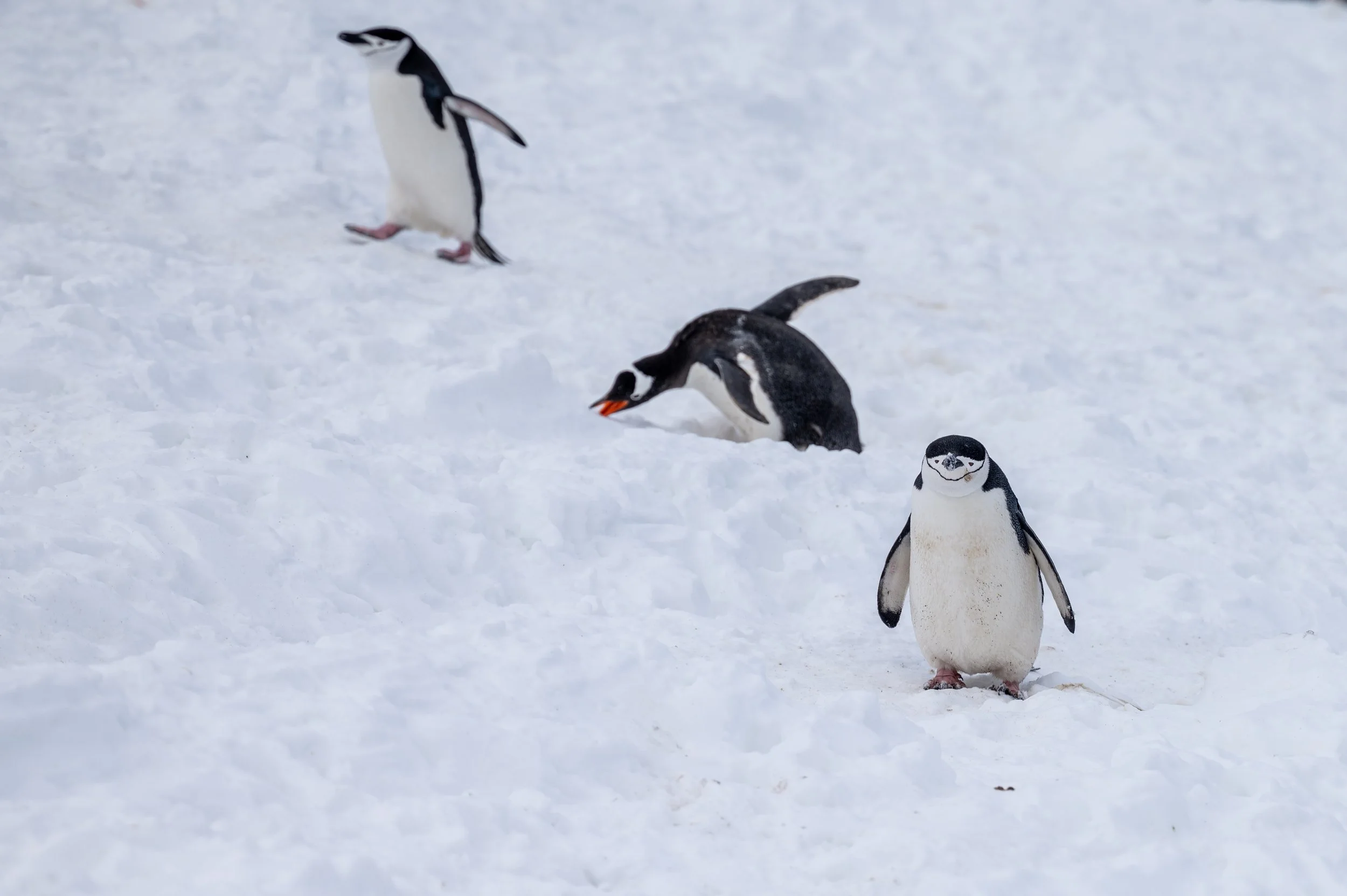 Three Chinstrap penguins standing on a snowy Antarctic ice shelf. One penguin is bowed toward the water in a focused, expectant posture, while the others stand nearby, illustrating a moment of collective observation and patience.