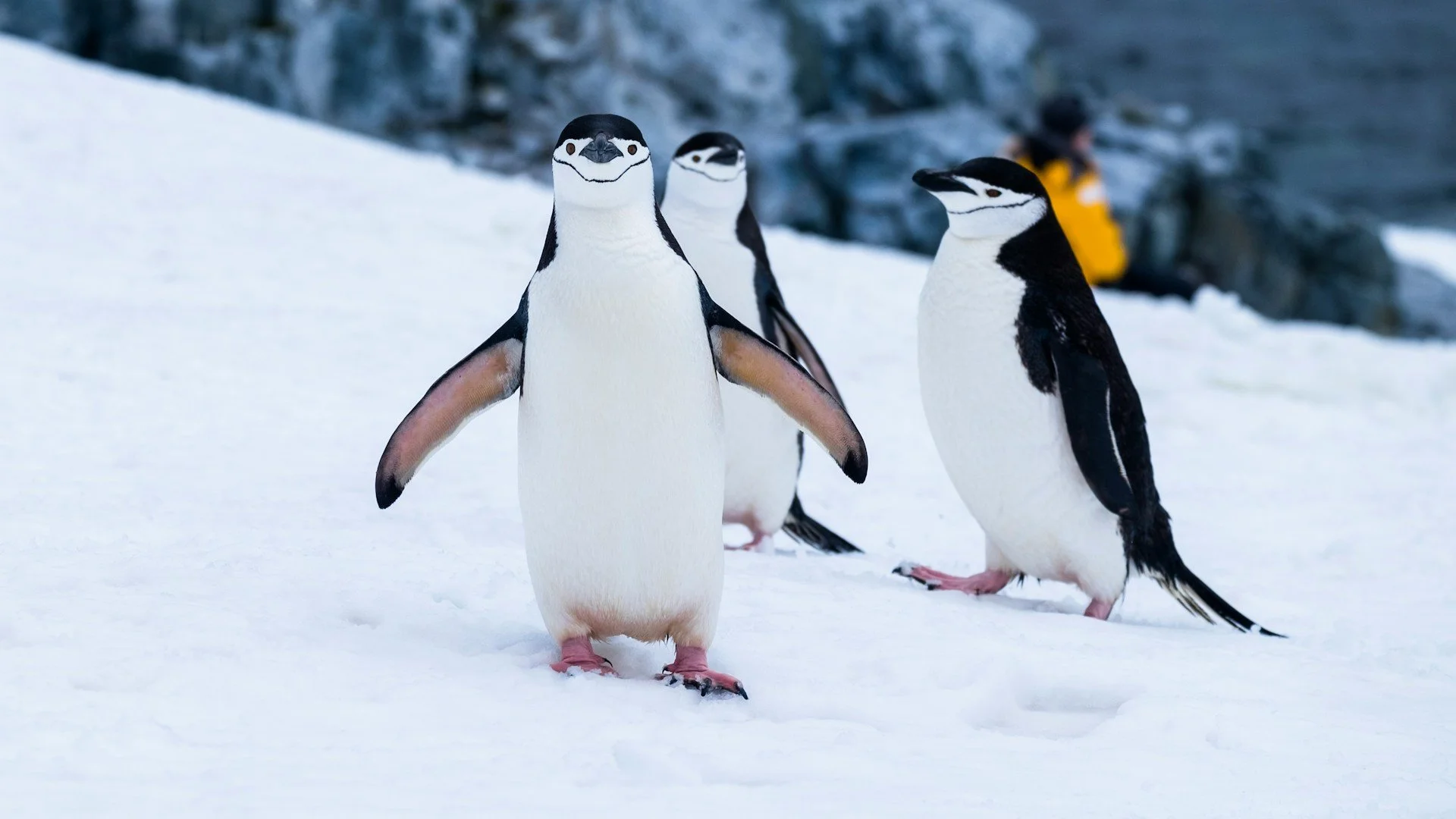 Three Chinstrap penguins on snow in Antarctica, illustrating leadership lessons from penguins in harsh environments.