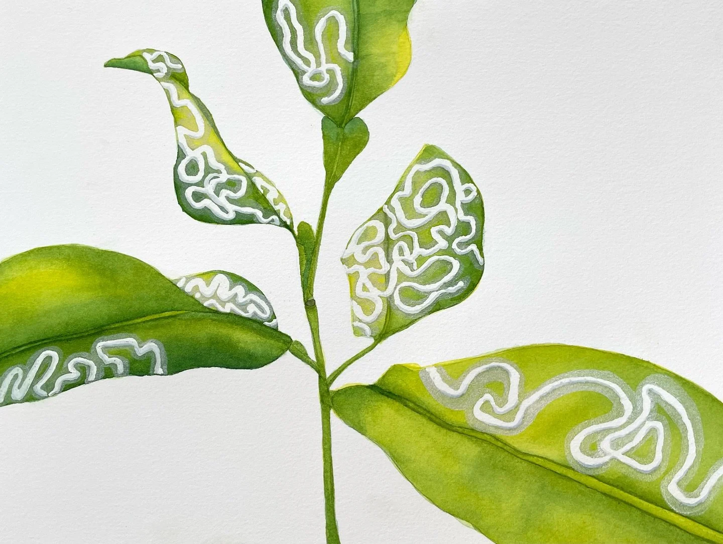 Honored to share that my work is part of a new show at the Orlando Science Center! Check out The Not-So-Secret Life of Plants now through September 1st!

&ldquo;Miner Detour&rdquo;
Citrus leaves with milky maze-like trails tell the tale of a Citrus L