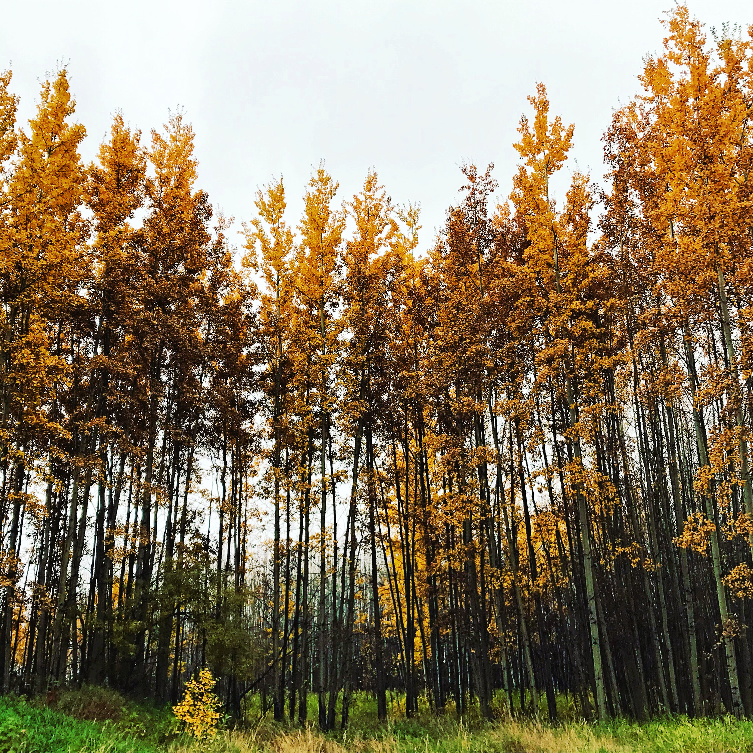 Fort St. John in Fall.jpg