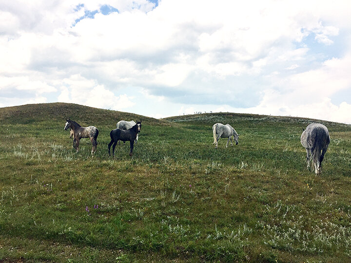 Horses Near Moose Mountain.jpg