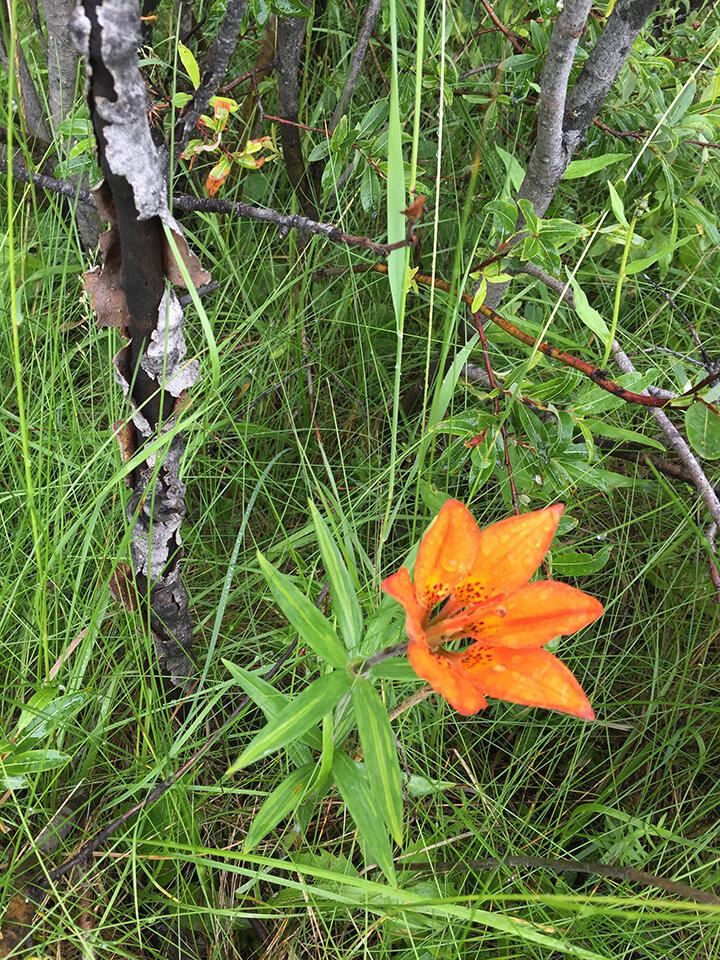 Wild Lily on Reclaimed Site.jpg