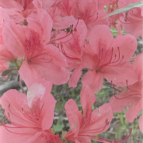 An Introduction to Tanka with Amelia Fielden