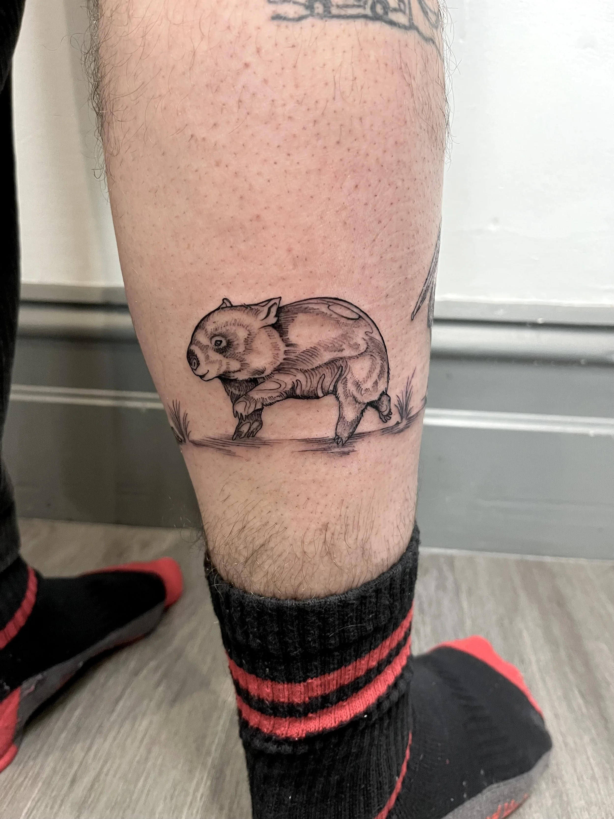 Wombat.jpeg