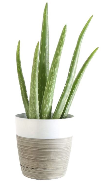 Aloe Vera Plant