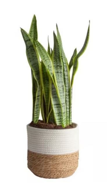 Live Snake Plant.JPG