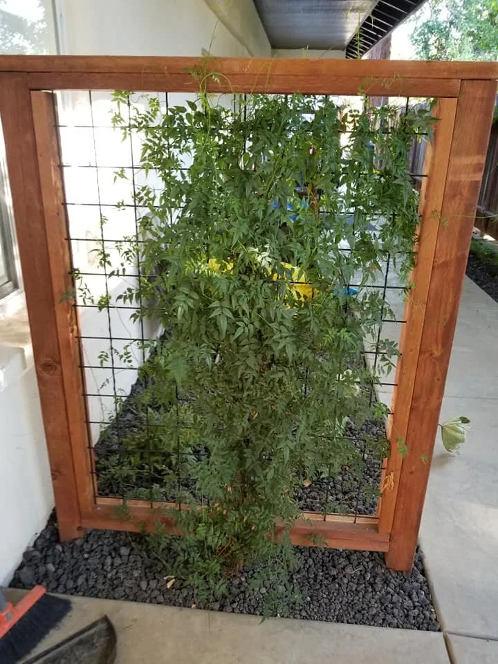 Custom cedar privacy trellis with climbing vines and decorative lava rock landscaping.