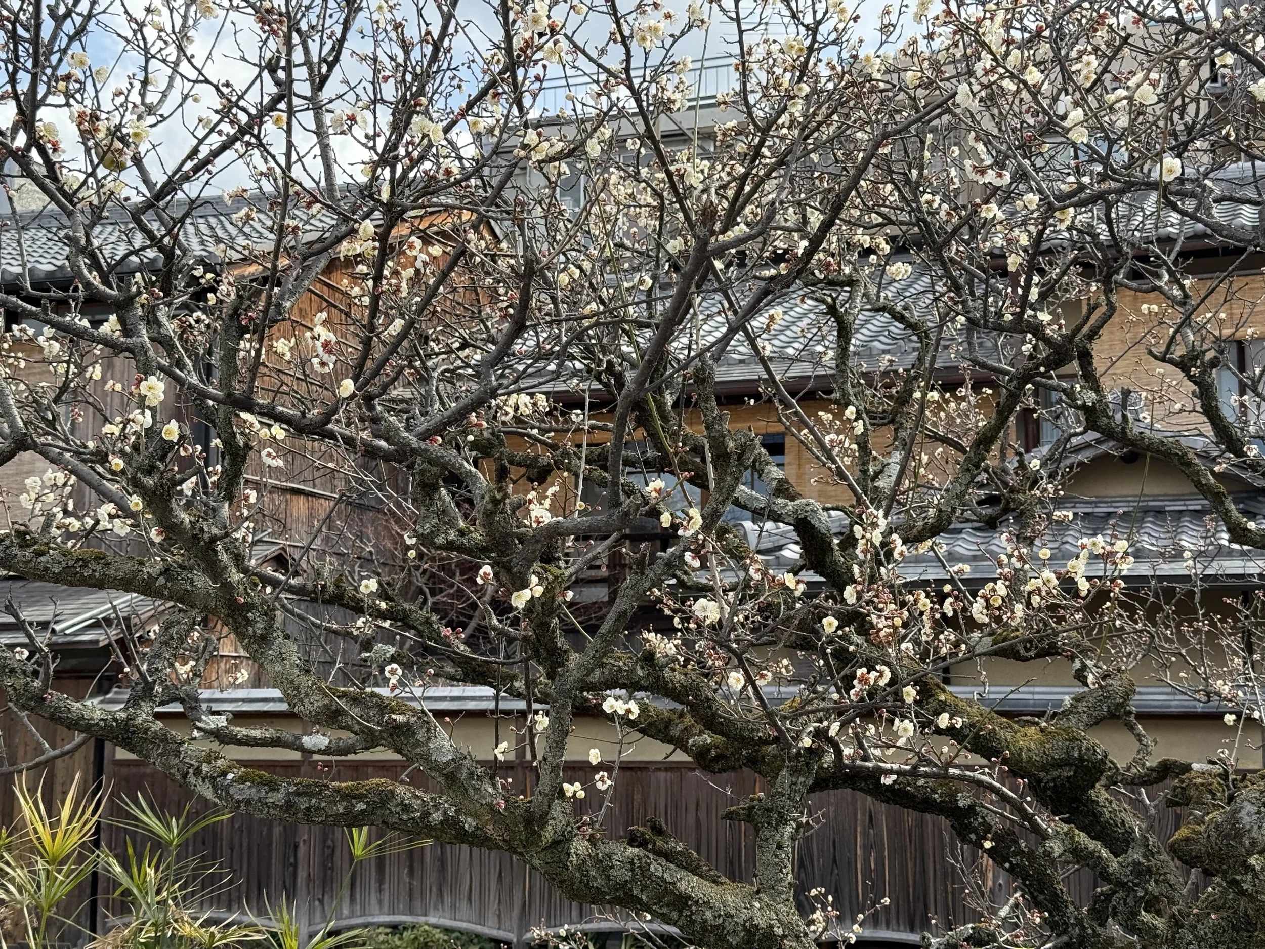 IMG_0148.jpeg
