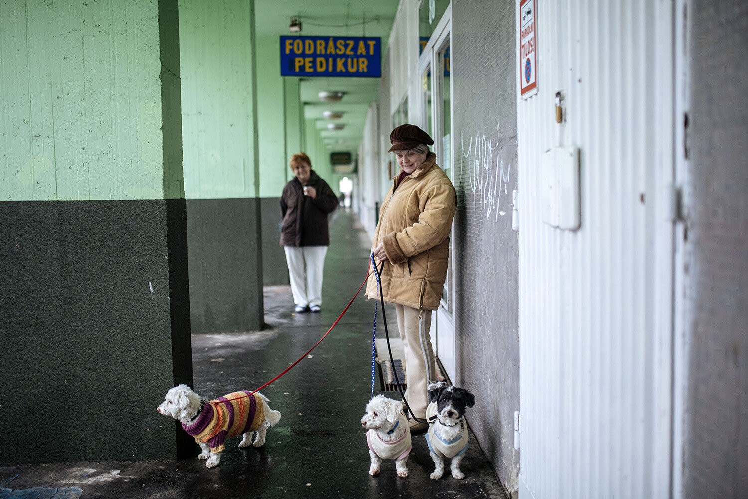  Sziszi, Szuszi and Dominó go around the building twice or three times a day with their owner, Marika. 