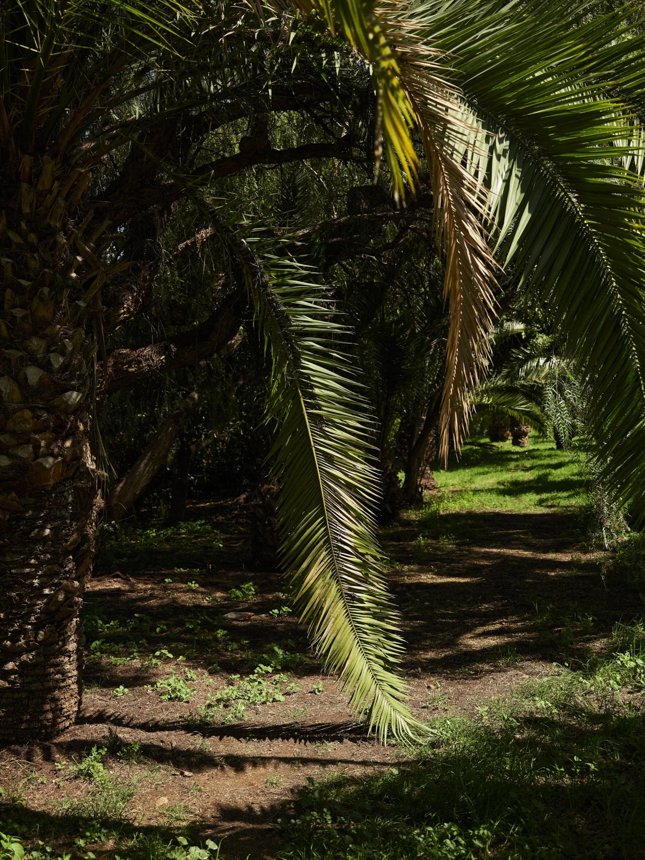 Fotograf_Håkon_Borgen_Tenerife_full_størrelse_55.jpg