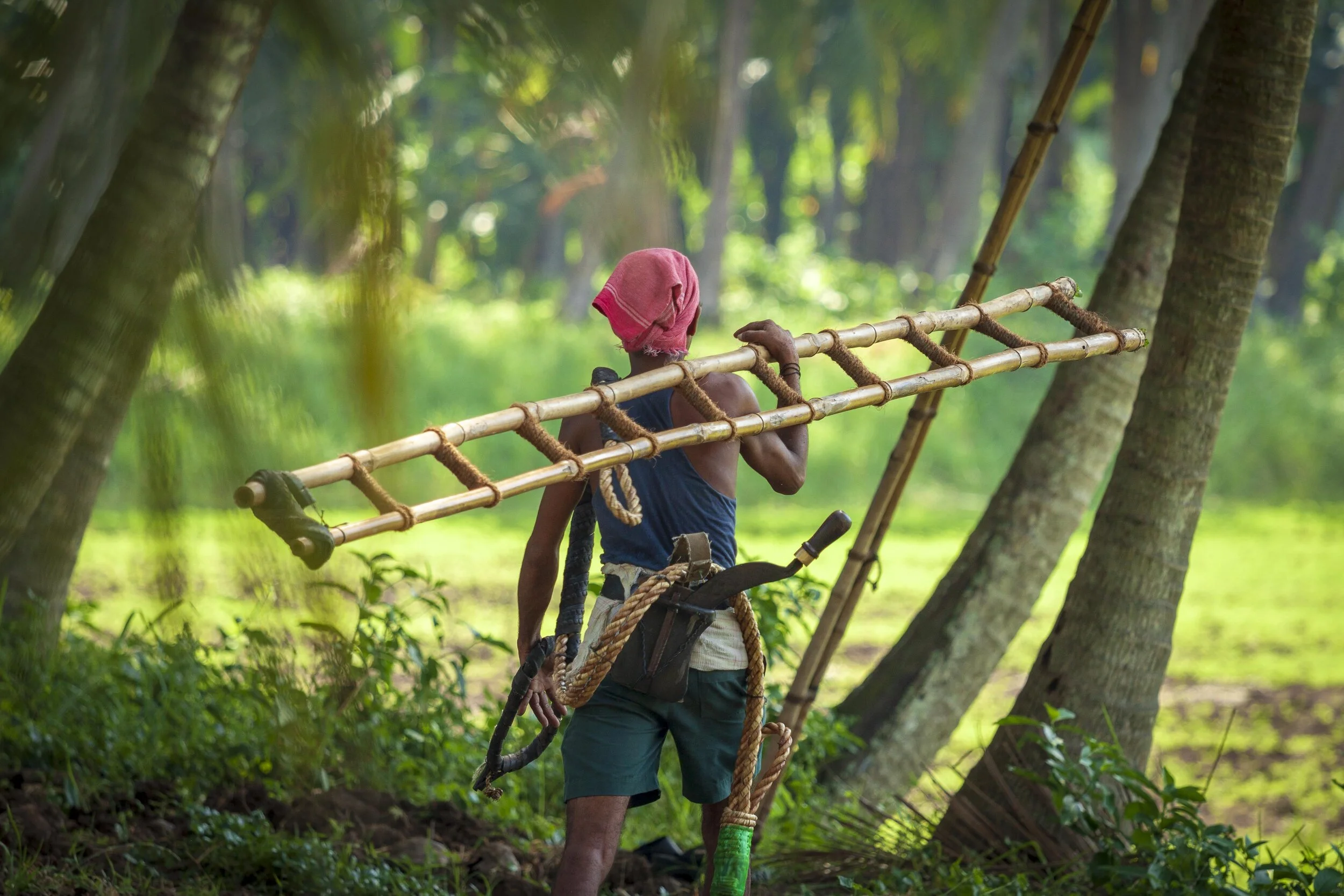 Harvesting Coconuts - Andhra Pradesh, India