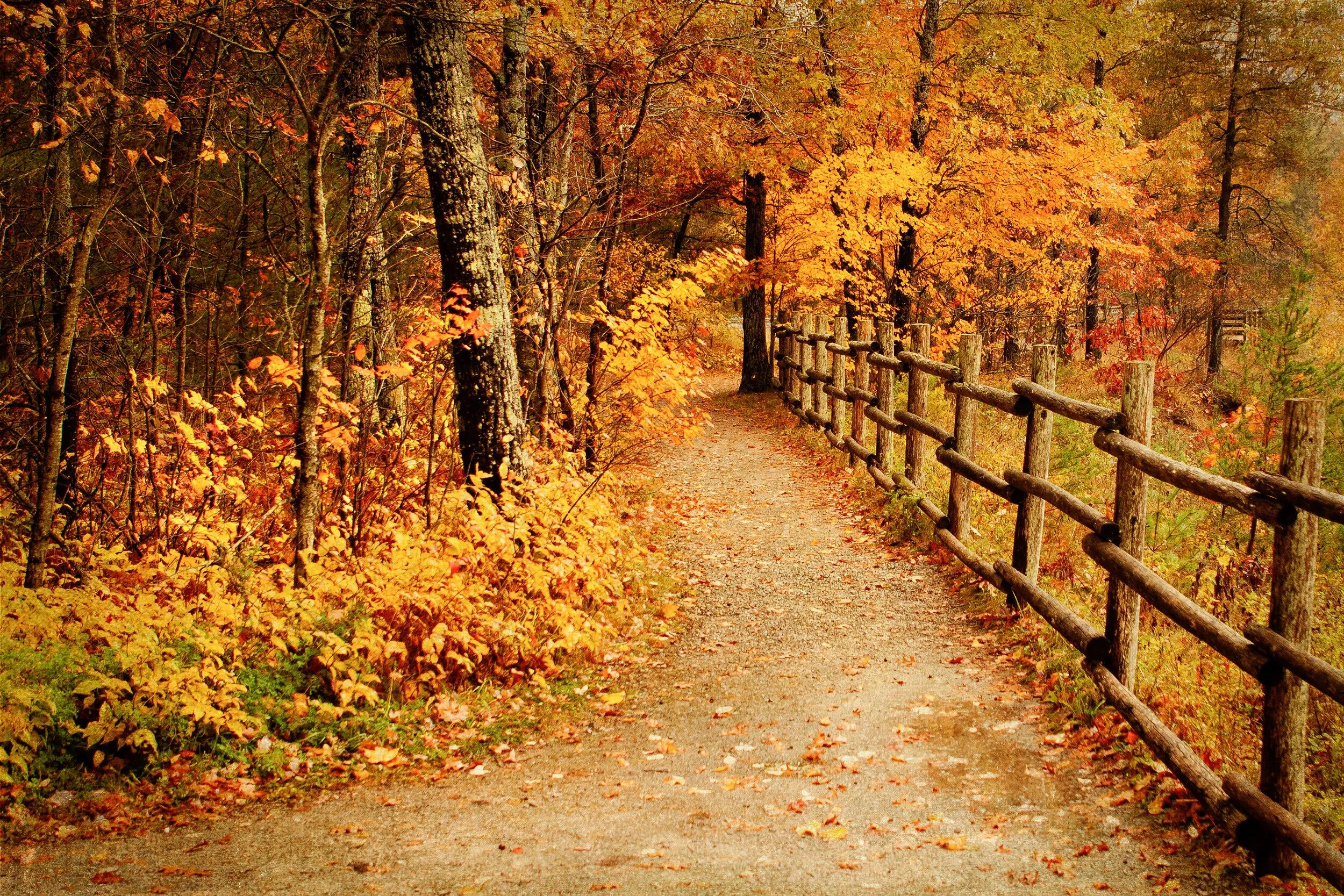 Forest Path - Rainy autumn day
