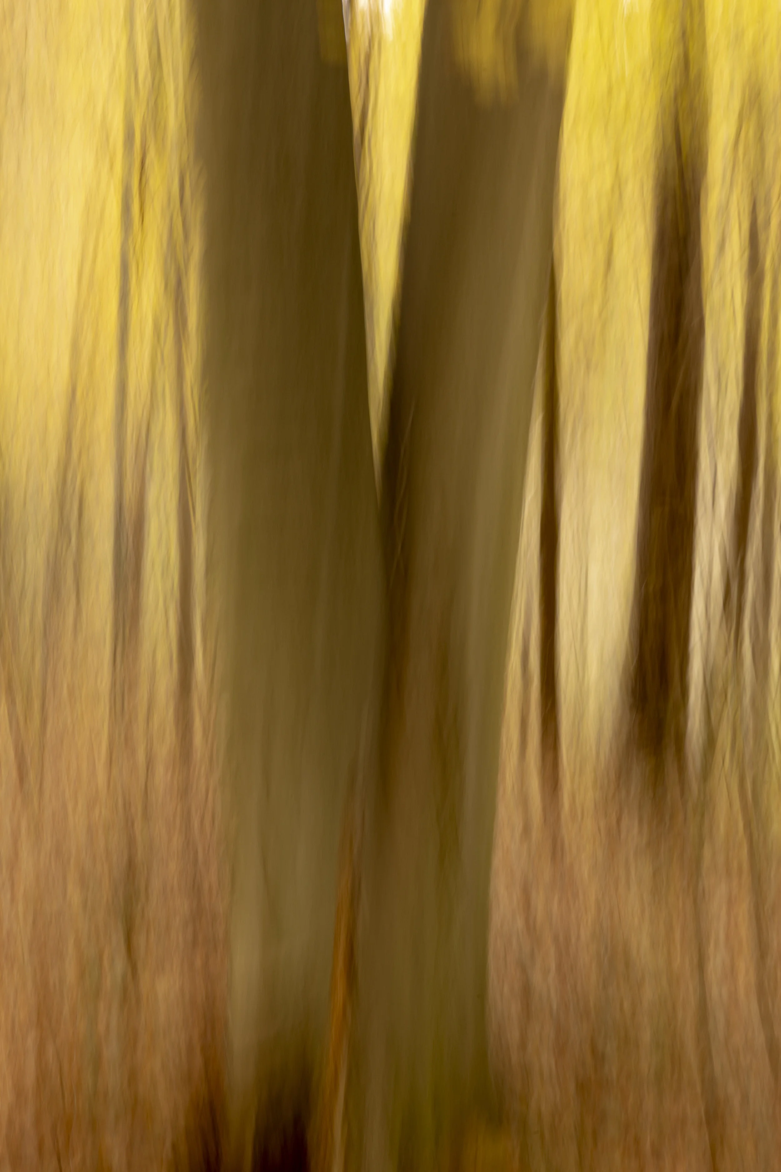 golden forest - woodland abstract