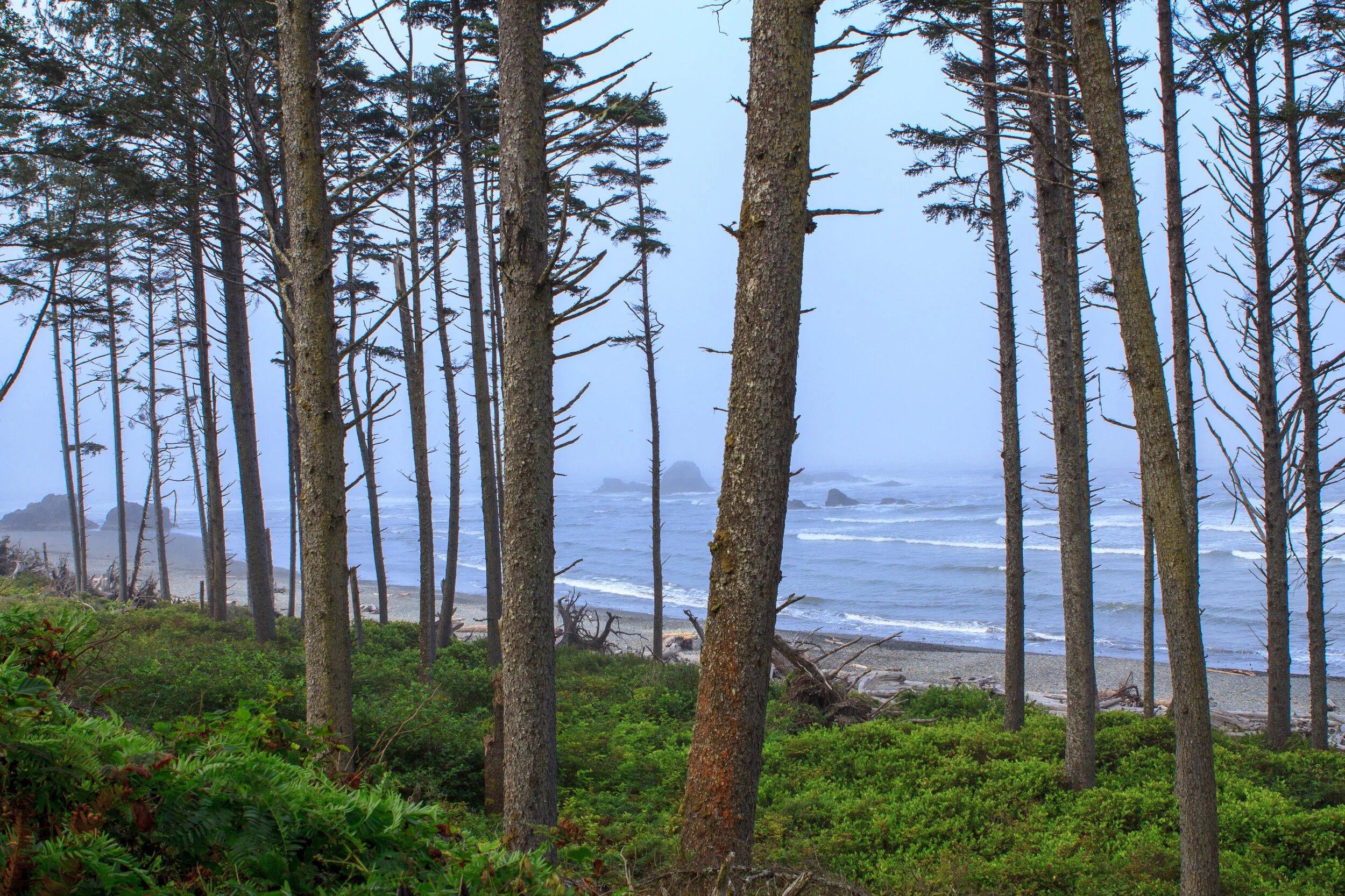 pacific through the trees - olympic national park washington