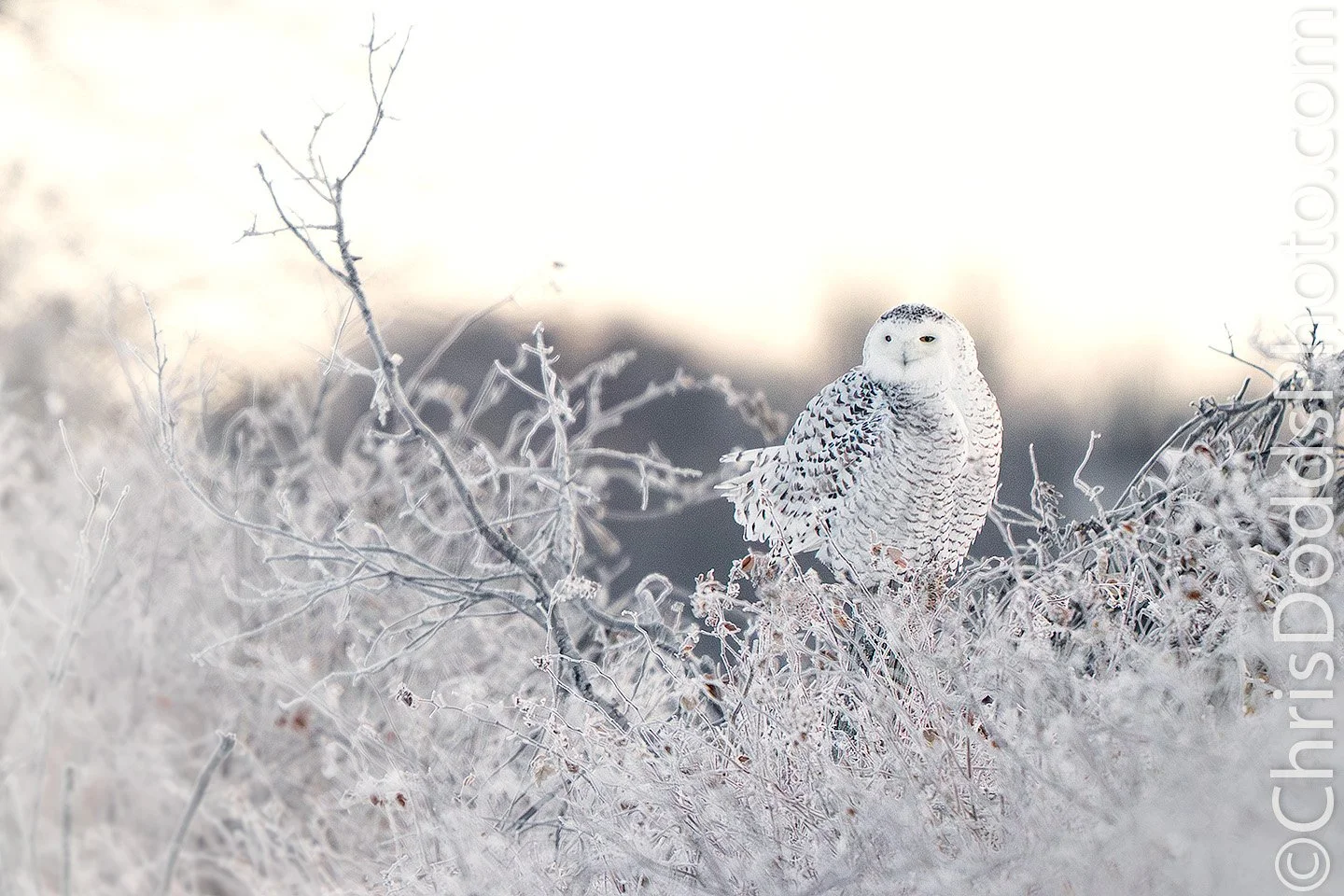 Snowy Owl perched in hoar-frosted grasses before sunrise on a freezing New Year’s morning, softly lit by the first warm light of dawn.