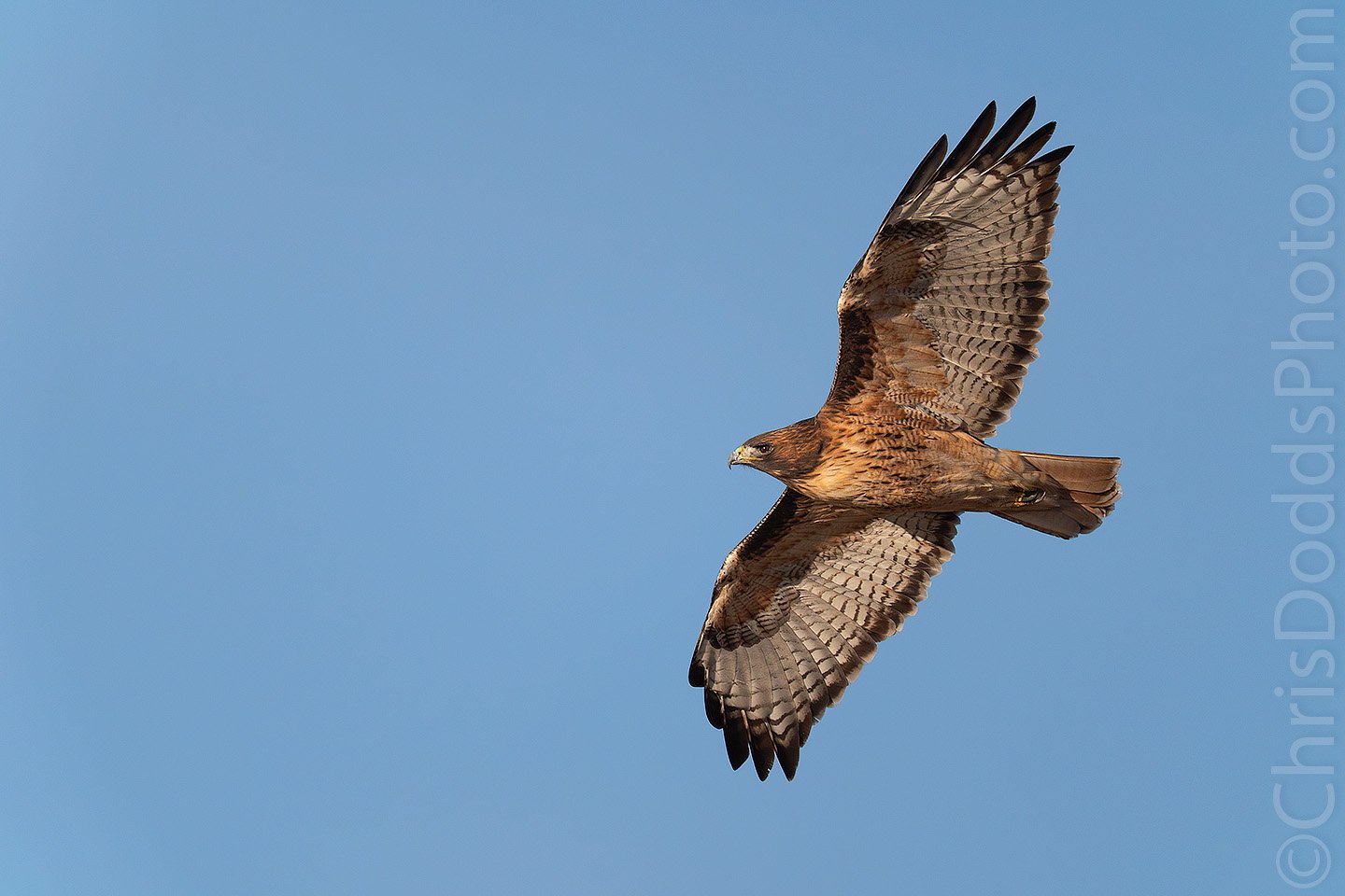 Red-tailed Hawk gliding in flight in soft morning light during the Better than Bosque photography workshop in New Mexico