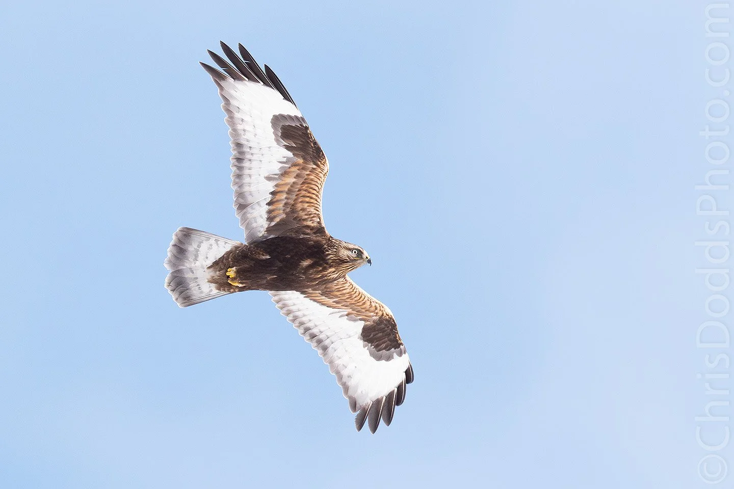 Light morph Rough-legged Hawk in flight against a pale blue winter sky, wings fully spread showing dark carpal patches and white underwings, photographed in extreme cold conditions during winter wildlife photography.