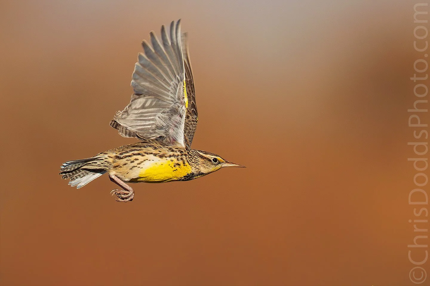 Western Meadowlark flying through warm New Mexico light, wings extended, symbolizing hope, renewal, and new beginnings at the start of the new year.