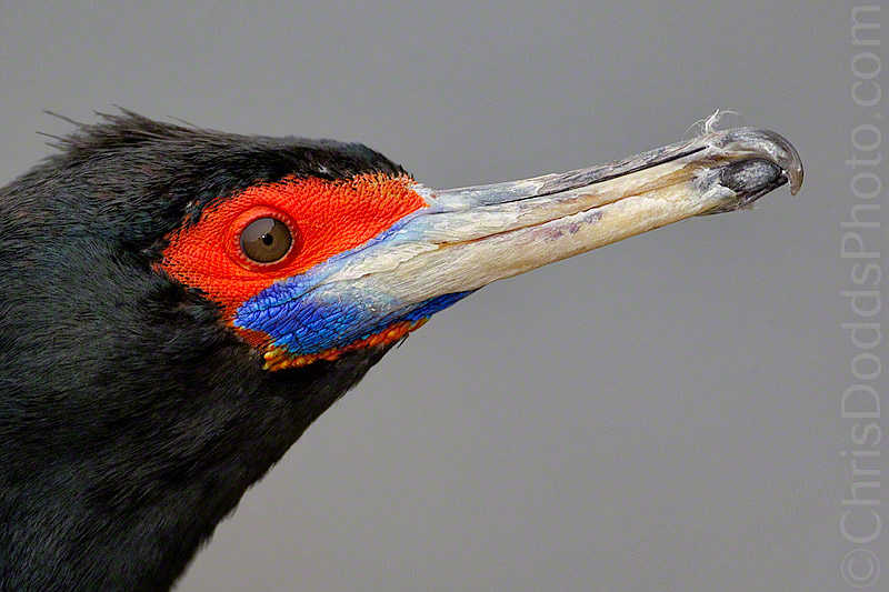 red-faced-cormorant-phalacrocorax-urile-cormoran-face-rouge-rfco-cdodds_74f5911.jpg