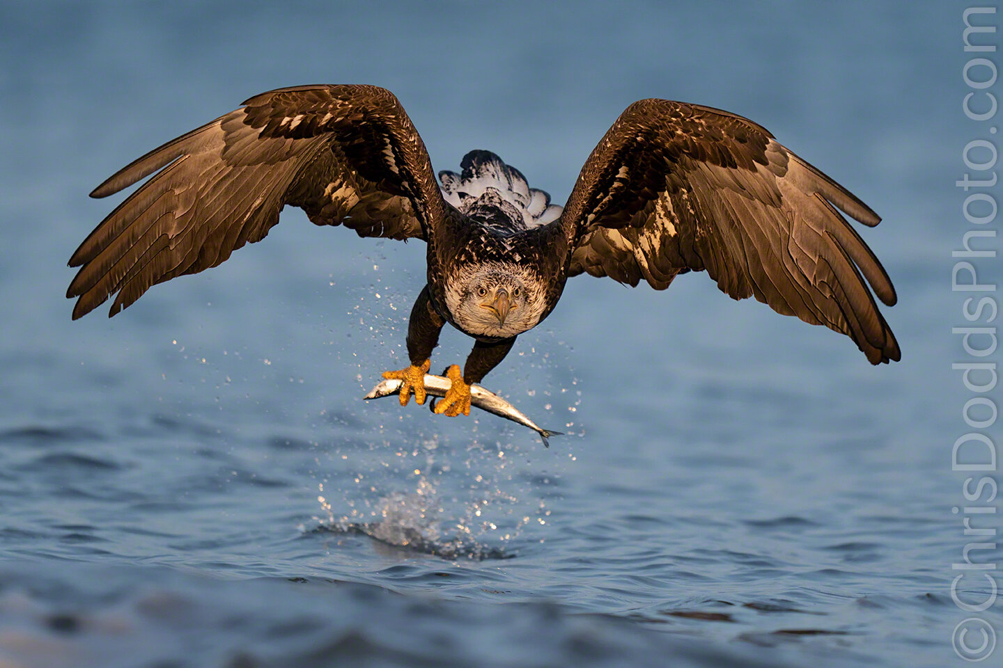 Bald Eagle with Fish in Golden Light — Nature Photography Blog
