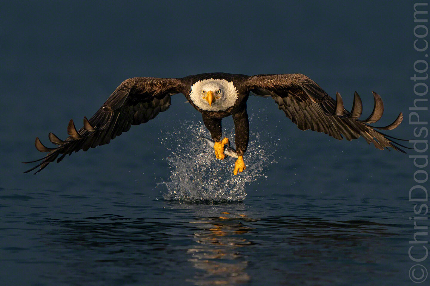 Bald Eagle fishing in golden light — Nature Photography Blog