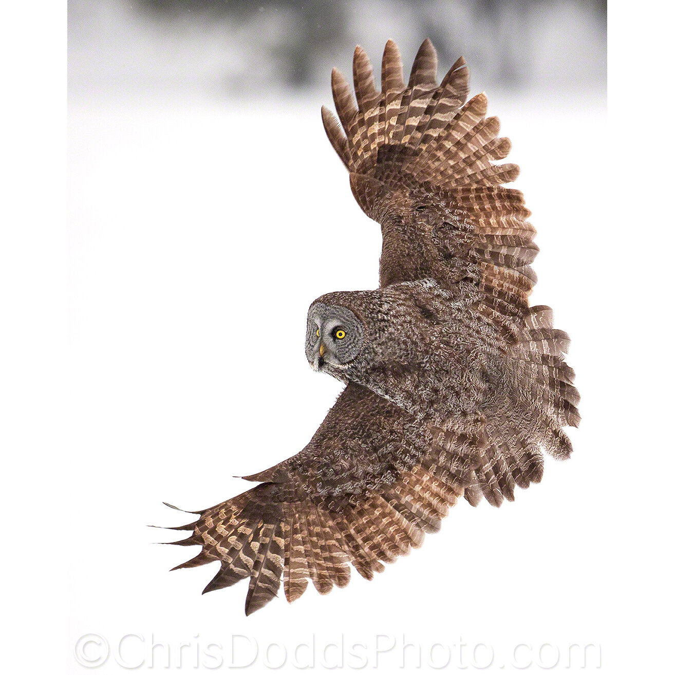 Sony a7 IV for birds in flight photography: First thoughts — Nature  Photography Blog