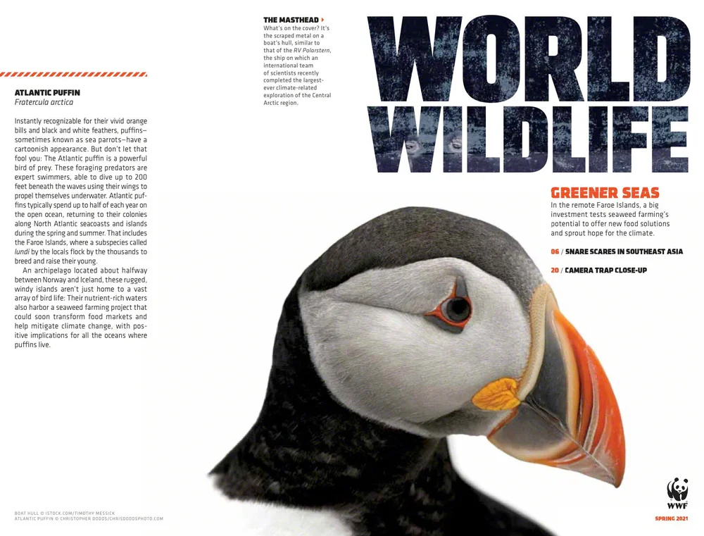 Atlantic Puffin In The Spring 2021 World Wildlife Magazine Nature Photography Blog