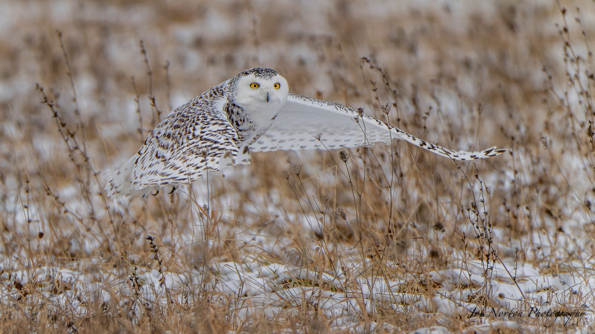Joe Norton Snowy Owl - Jan2023 - 02.jpg