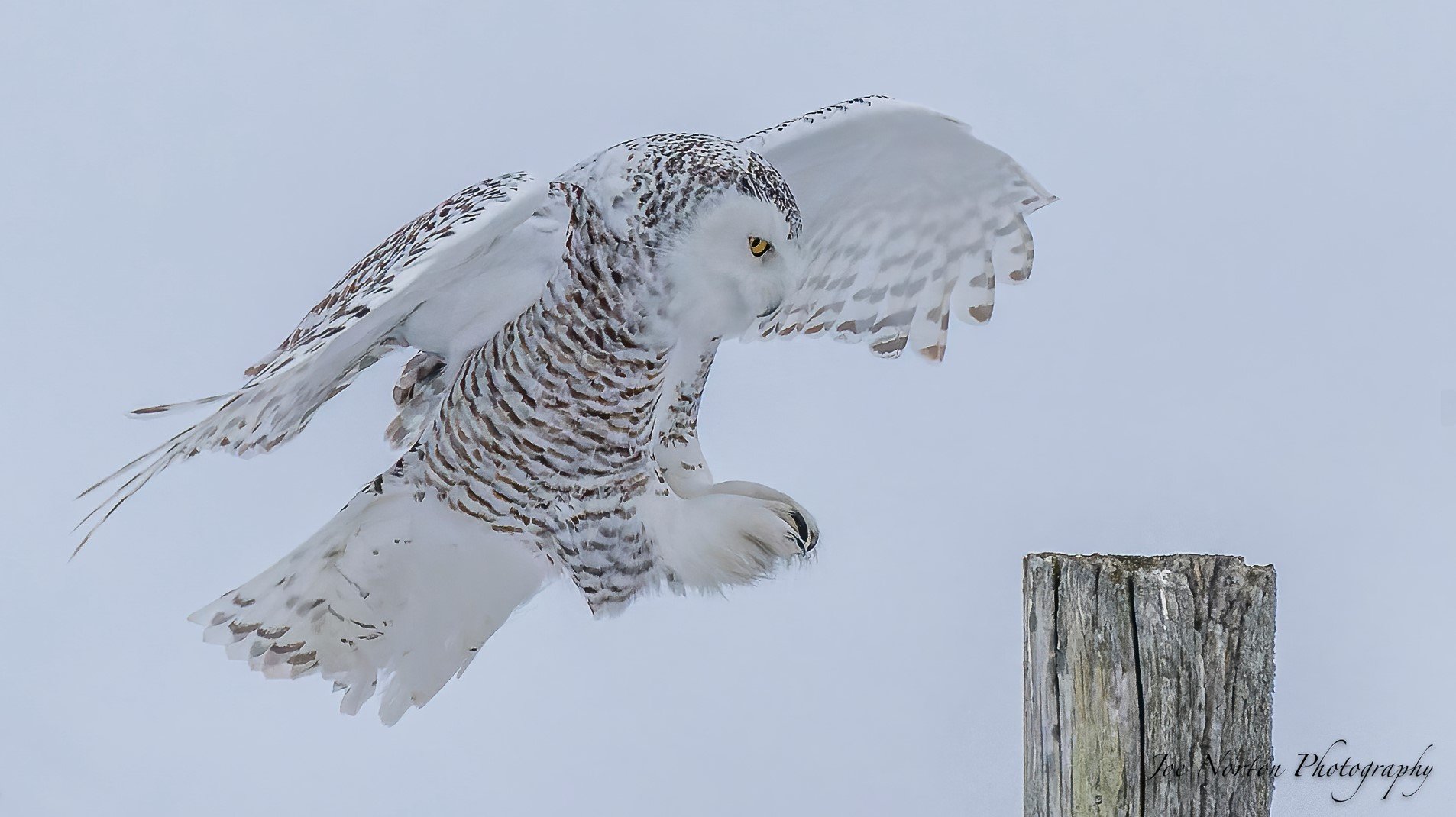 Joe Norton Snowy Owl - Jan2023 - 04.jpg