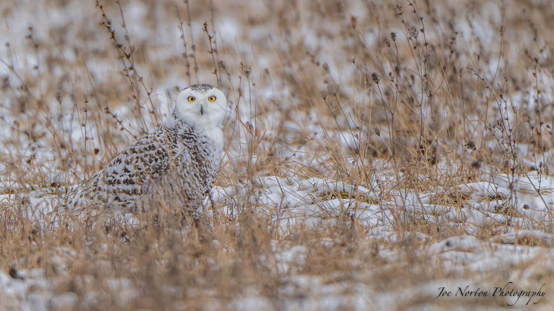Joe Norton Snowy Owl - Jan2023 - 01.jpg