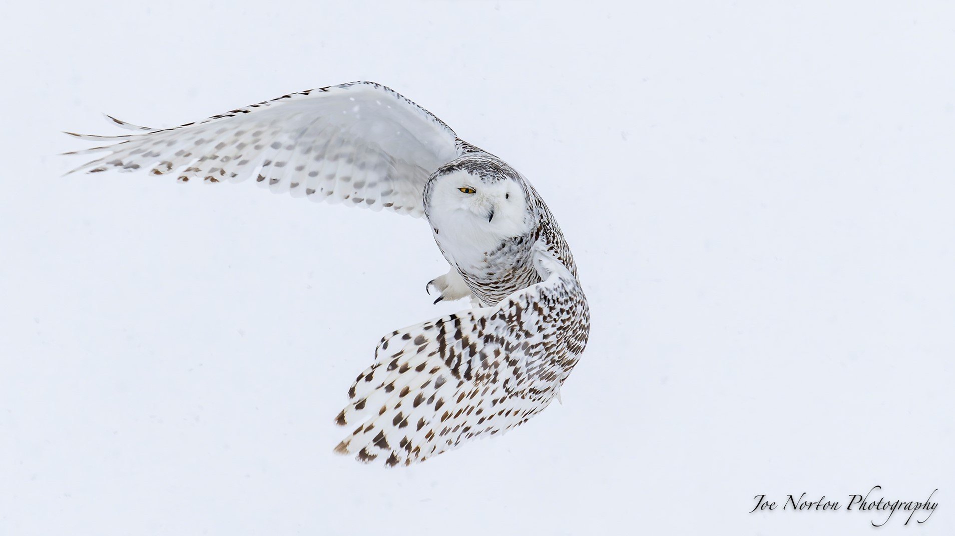 Joe Norton Snowy Owl - Jan2023 - 06.jpg