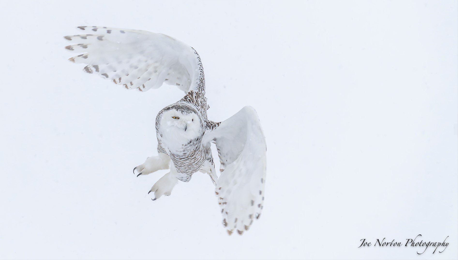 Joe Norton Snowy Owl - Jan2023 - 07.jpg