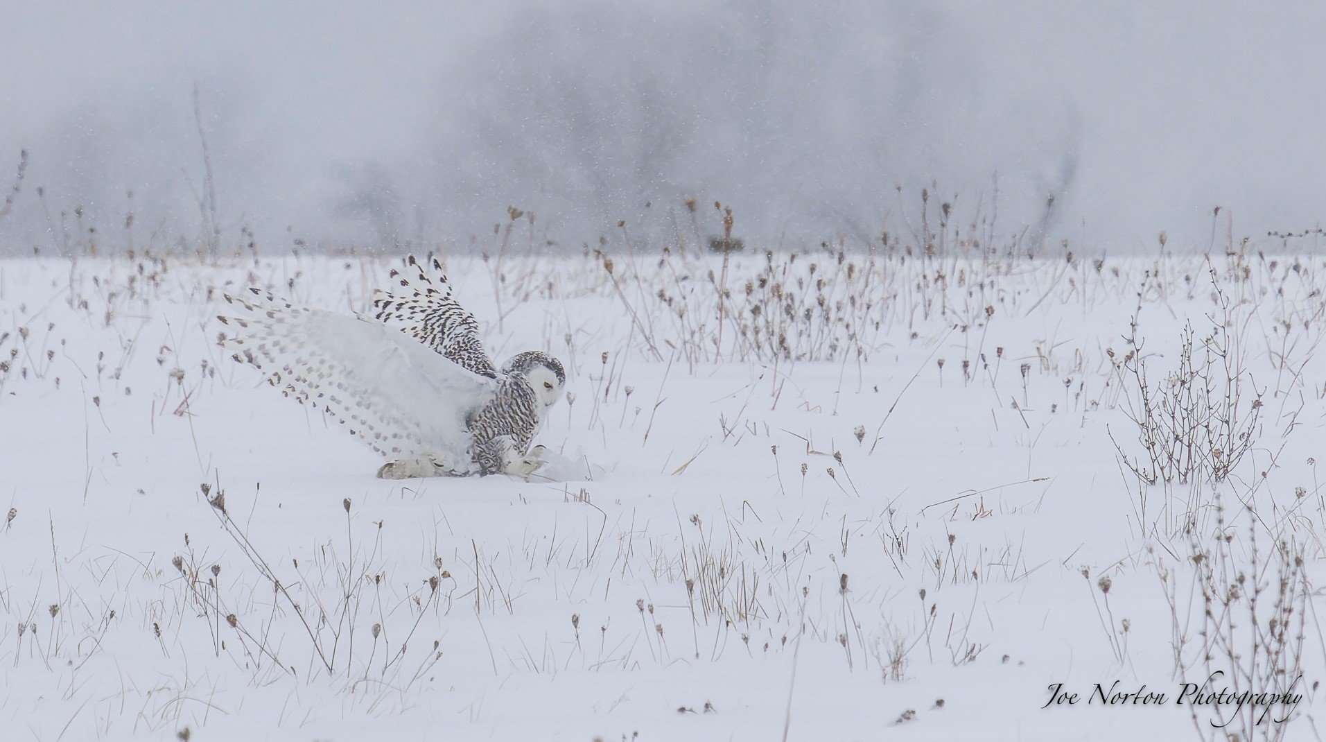 Joe Norton Snowy Owl - Jan2023 - 09.jpg