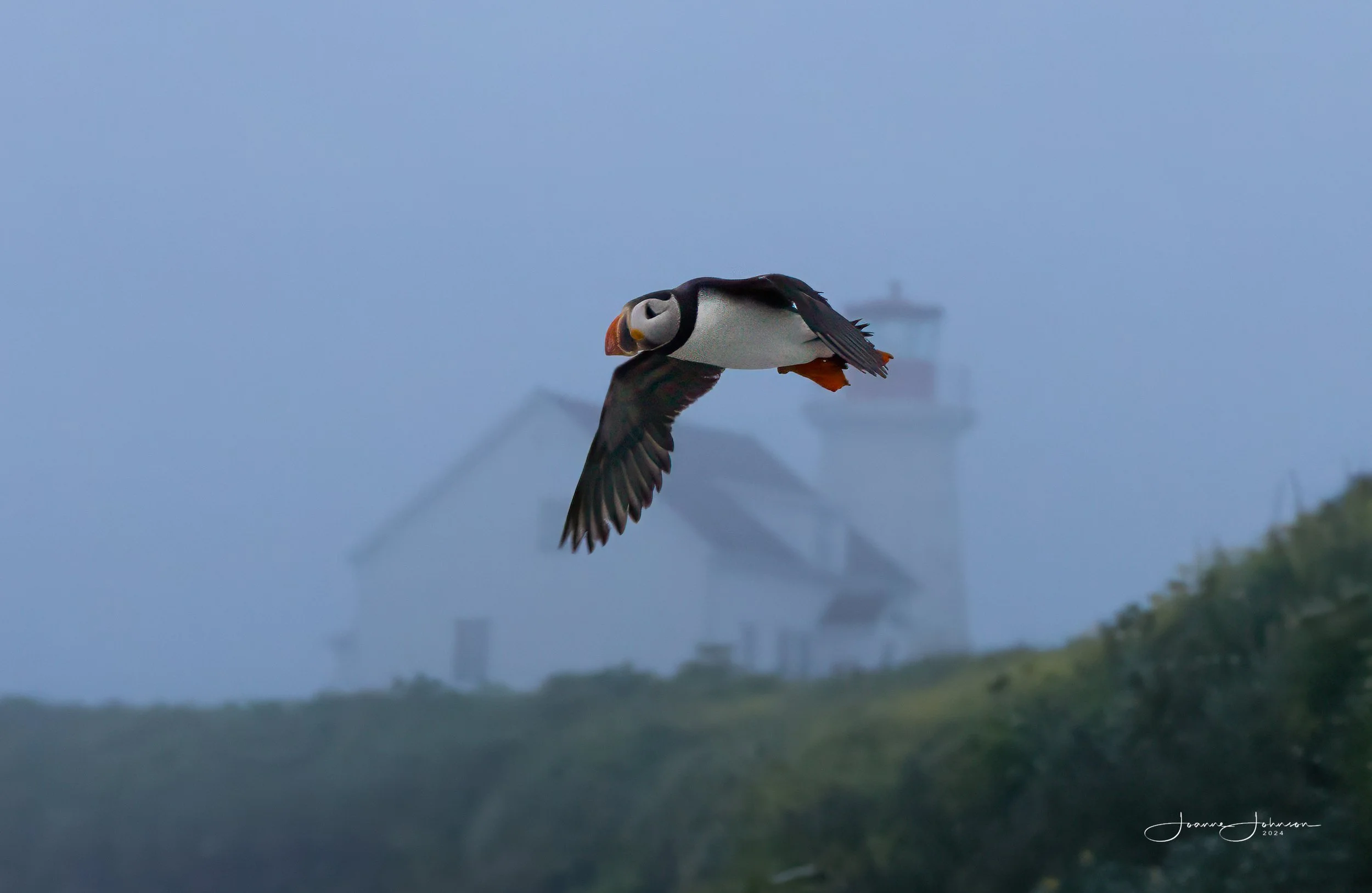Atlantic Puffin flying with fish near the lighthouse on Île aux Perroquets, photographed by workshop participant Joanne Johnson using a 100–400mm lens.