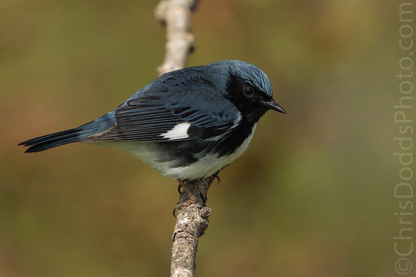 Sony X Christopher Dodds Free Point Pelee Spring Migration Photo Walk